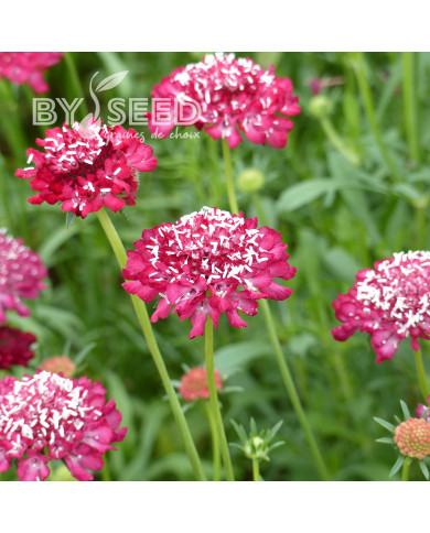Scabieuse annuelle Scarlet