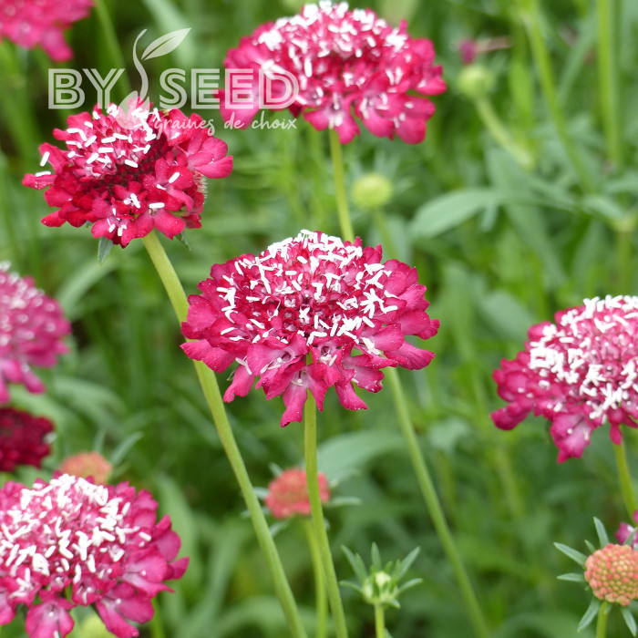 Scabieuse annuelle Scarlet
