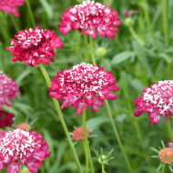 Scabieuse annuelle Scarlet