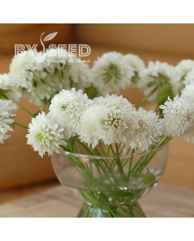 Scabieuse annuelle Snowmaiden (graines nues)