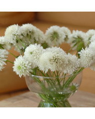 Scabieuse annuelle Special Mix