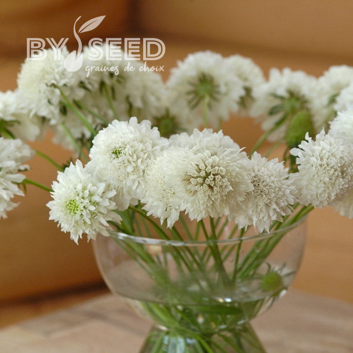 Scabieuse annuelle Snowmaiden (graines nues)