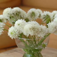 Scabieuse annuelle Snowmaiden (graines nues)