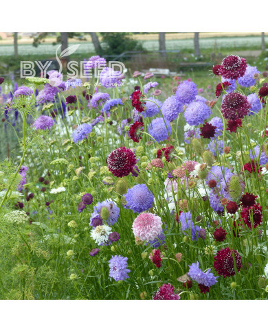 Scabieuse annuelle Special Mix