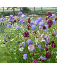 Scabieuse annuelle stellata