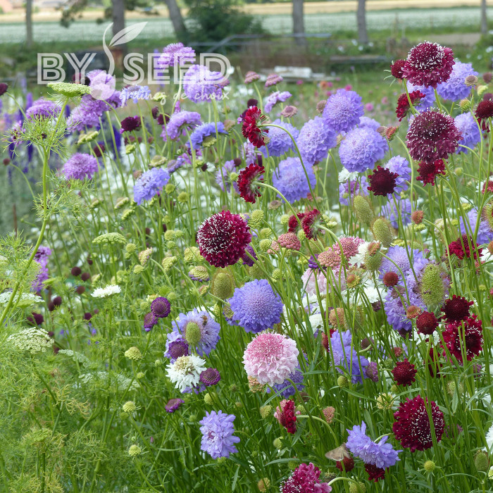 Scabieuse annuelle Special Mix