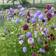 Scabieuse annuelle Special Mix