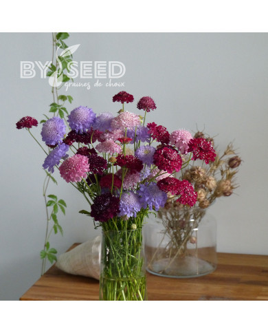 Scabieuse annuelle Special Mix