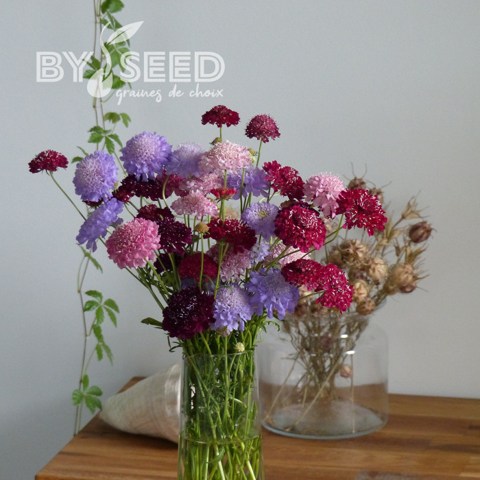Scabieuse annuelle Special Mix