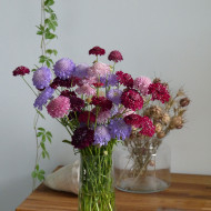 Scabieuse annuelle Special Mix