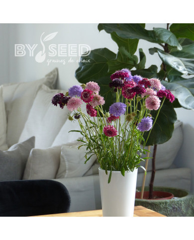 Scabieuse annuelle Special Mix