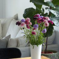 Scabieuse annuelle Special Mix