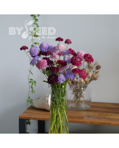 Scabieuse annuelle Special Mix