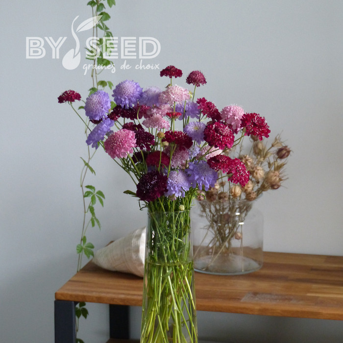 Scabieuse annuelle Special Mix