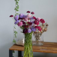 Scabieuse annuelle Special Mix