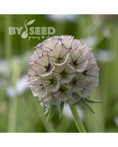 Scabieuse annuelle stellata