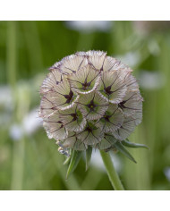 Scabieuse annuelle Special Mix