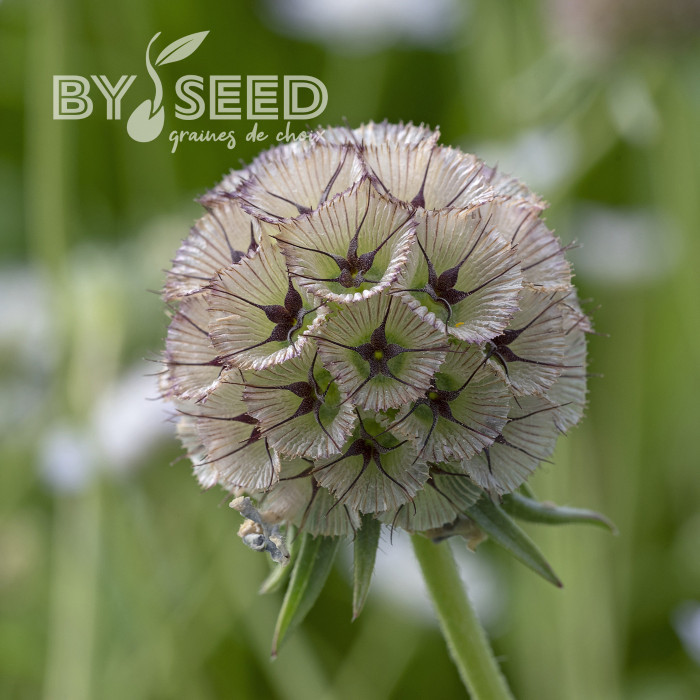 Scabieuse annuelle stellata