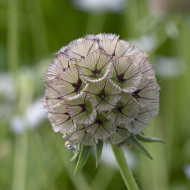 Scabieuse annuelle stellata