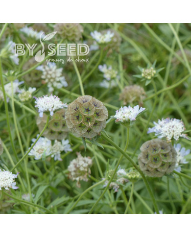 Scabieuse annuelle stellata