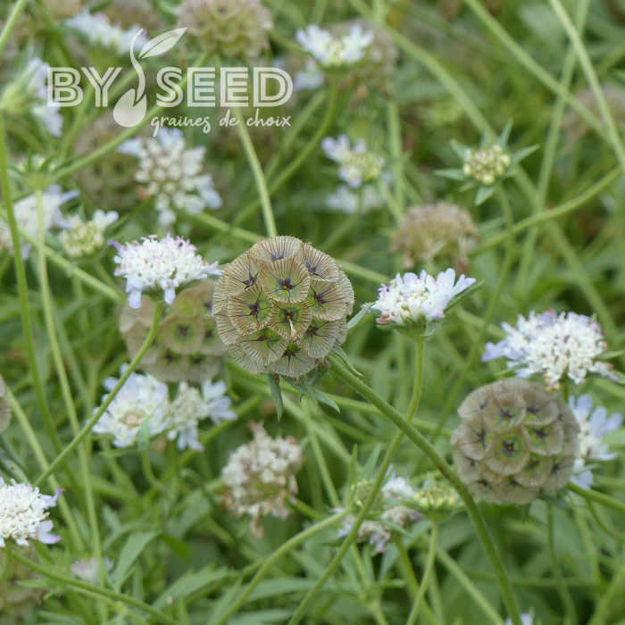 Scabieuse annuelle stellata