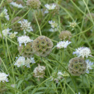 Scabieuse annuelle stellata