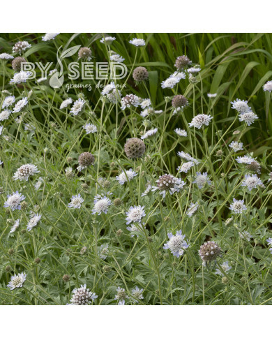 Scabieuse annuelle stellata