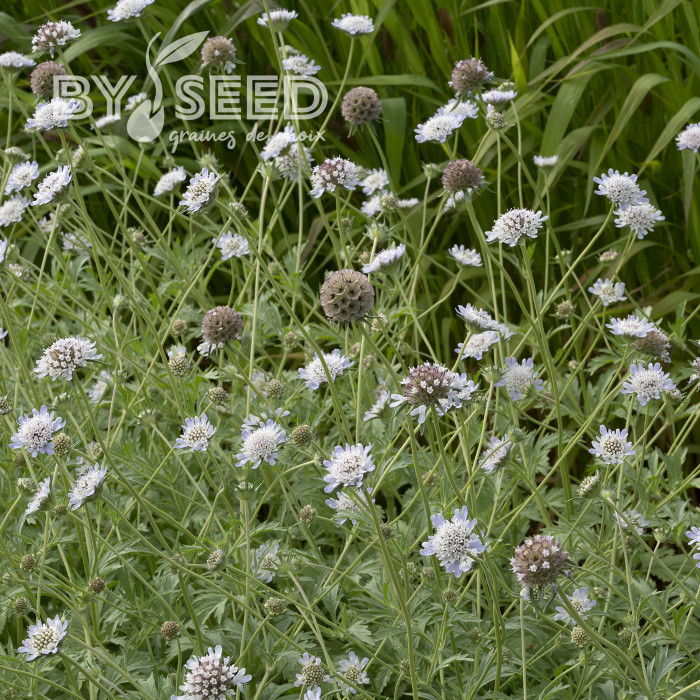 Scabieuse annuelle stellata