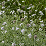 Scabieuse annuelle stellata