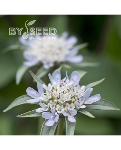 Scabieuse annuelle stellata