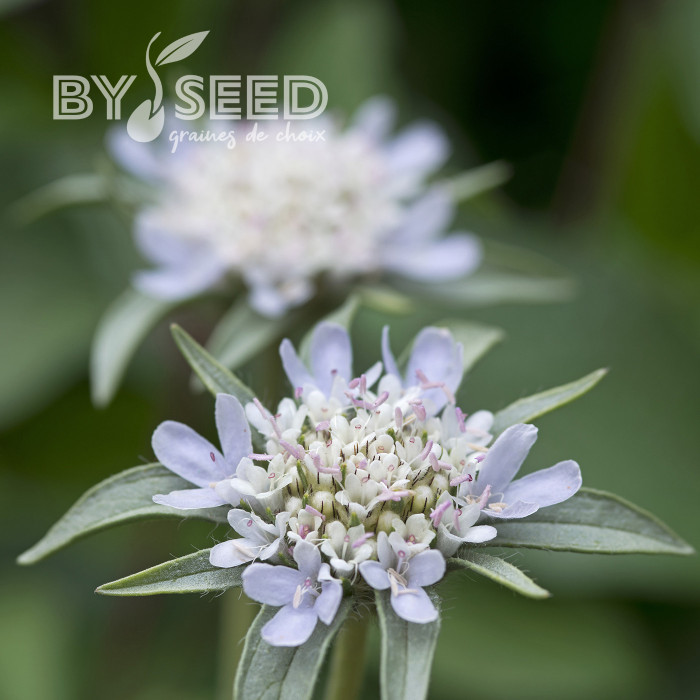 Scabieuse annuelle stellata