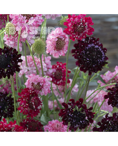 Scabieuse annuelle Summer Fruits (graines nues)