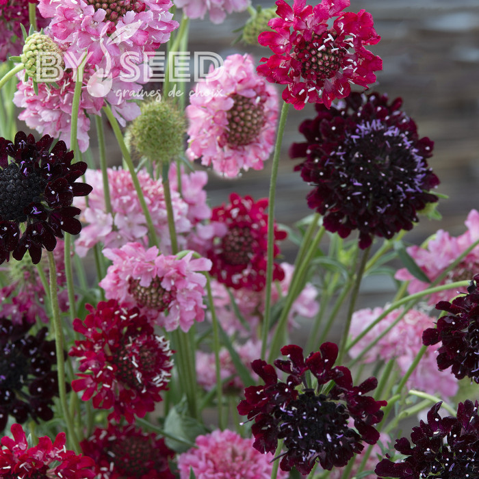 Scabieuse annuelle Summer Fruits (graines nues)