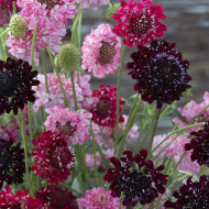 Scabieuse annuelle Summer Fruits (graines nues)