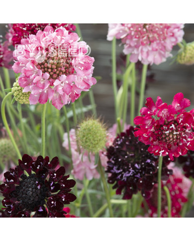 Scabieuse annuelle Summer Fruits (graines nues)