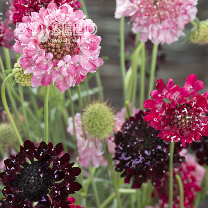 Scabieuse annuelle Summer Fruits (graines nues)