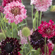 Scabieuse annuelle Summer Fruits (graines nues)