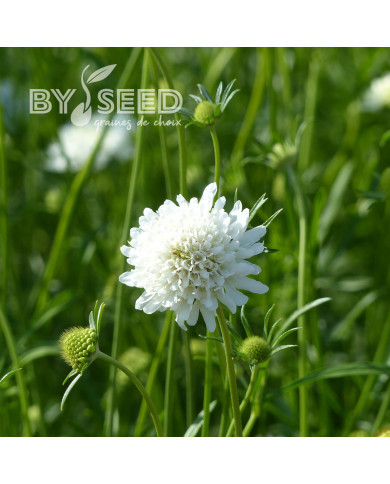 Scabieuse annuelle White