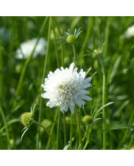 Scabieuse annuelle Summer Fruits (graines nues)