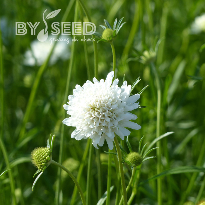Scabieuse annuelle White