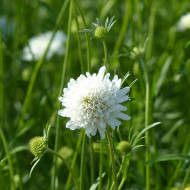 Scabieuse annuelle White