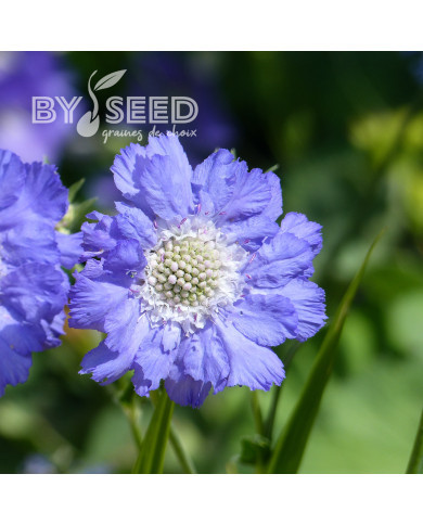 Scabieuse du Caucase Perfecta blue