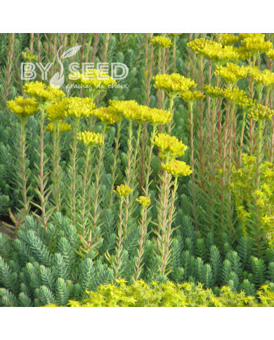 Sedum reflexum (rupestre)