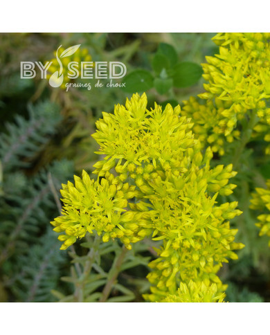 Sedum reflexum (rupestre)
