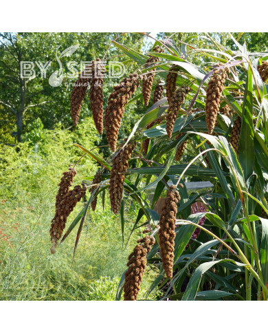Setaria italica Hylander