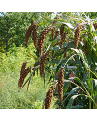 Setaria italica Lowlander