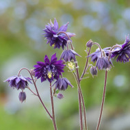 Ancolie Blue Barlow