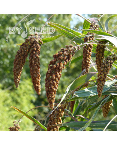 Setaria italica Hylander