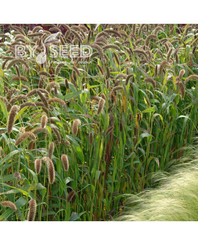 Setaria italica Hylander