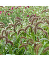 Setaria italica Red Jewel BIO